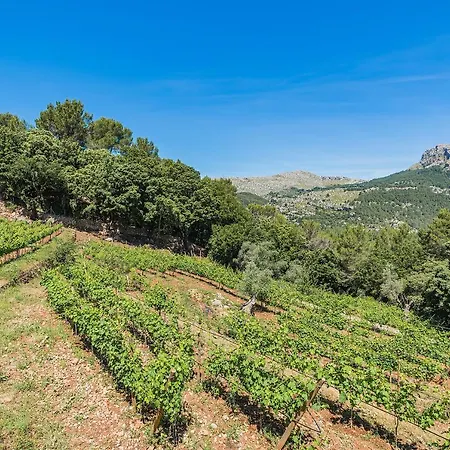 Picassa * Pollença